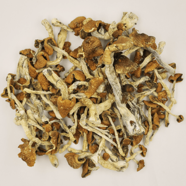 Buy Ecuador Psilocybe Cubensis online