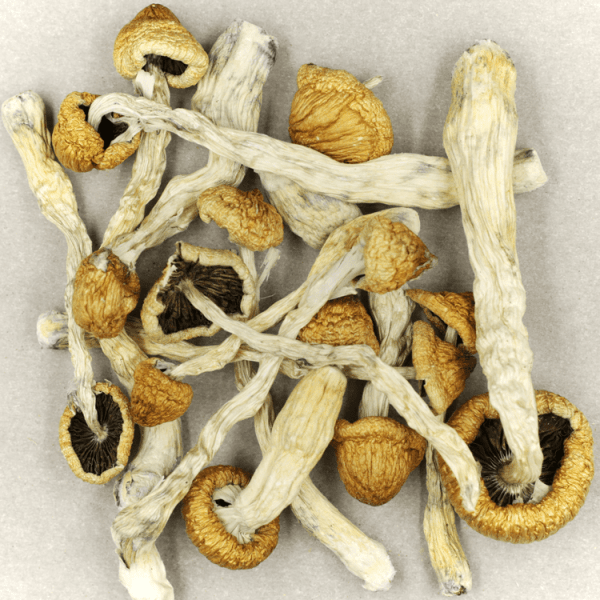 Buy Blue Meanies Mushroom Online