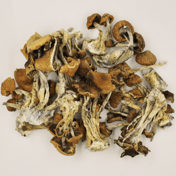 Buy Psilocybe Cubensis B+ online