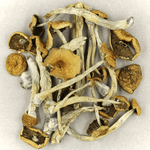 Buy Psilocybe Cubensis Mexicana