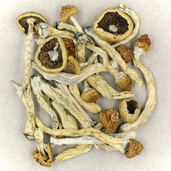 Buy Texas Yellow Cap Mushrooms online