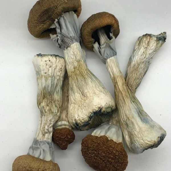 Buy Golden Teacher Mushrooms online