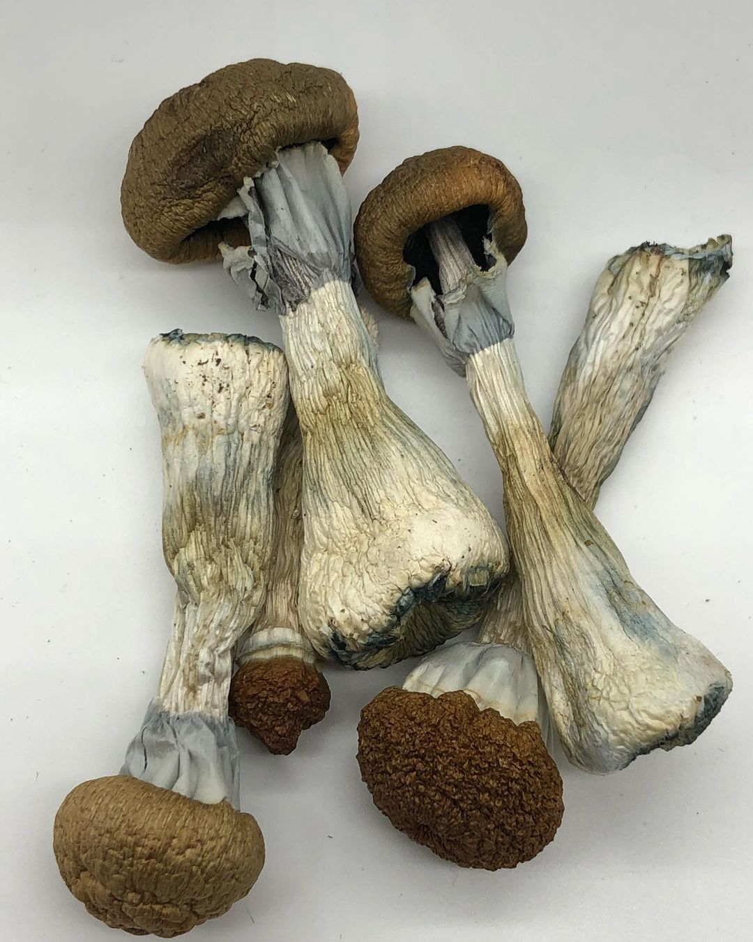 Buy Golden Teacher Mushrooms online