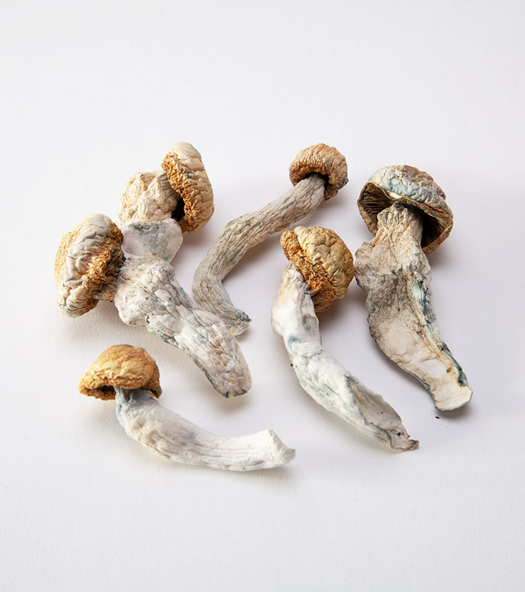 Buy Penis Envy Cubensis online